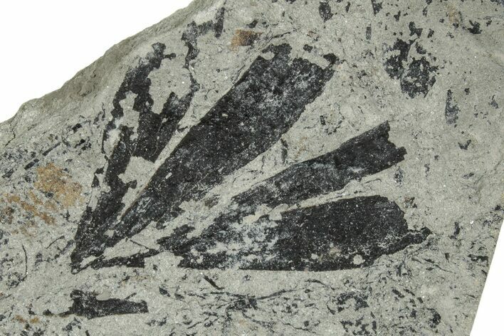 Jurassic Fossil Leaf (Ginkgo) Plate - England #242159